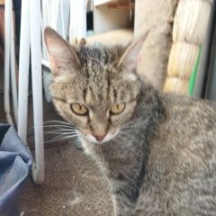 Подробнее об объявлении «Найдена кошка Серпухов» Фото: найдена кошка  «Найдена кошка Серпухов» в г. Серпухов