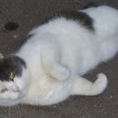 Подробнее об объявлении «Москва Найден кот серо-белый кот бобтейл в митино» Фото: найдена кошка Японский бобтейл «Москва Найден кот серо-белый кот бобтейл в митино» в г. Москва