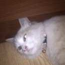 Подробнее об объявлении «Найден кот бело-рыжий кот ул. пролетарская Оренбург» Фото: найдена кошка  «Найден кот бело-рыжий кот ул. пролетарская...» в г. Оренбург