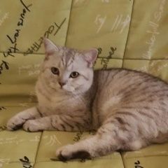 Подробнее об объявлении «Химки Найден кот» Фото: найдена кошка  «Химки Найден кот» в г. Химки