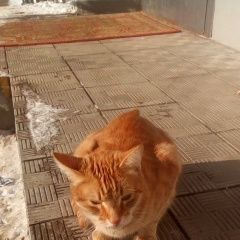 Подробнее об объявлении «Найден кот выбросили домашнего кота(кастрированный) Зеленоград» Фото: найдена кошка  «Найден кот выбросили домашнего...» в г. Зеленоград