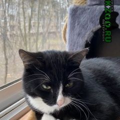 Подробнее об объявлении «Москва Найден кот молодой домашний котик» Фото: найдена кошка  «Москва Найден кот молодой домашний котик» в г. Москва