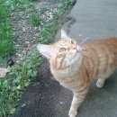 Подробнее об объявлении «Мытищи Найден кот» Фото: найдена кошка  «Мытищи Найден кот» в г. Мытищи