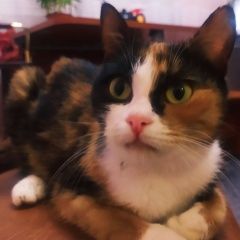 Подробнее об объявлении «Найдена кошка девочка подросток Балашиха» Фото: найдена кошка  «Найдена кошка девочка подросток Балашиха» в г. Балашиха