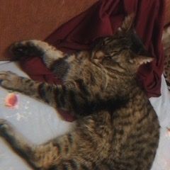 Подробнее об объявлении «Москва Найден кот в марьино» Фото: найдена кошка  «Москва Найден кот в марьино» в г. Москва