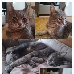 Подробнее об объявлении «Мытищи Найден кот.» Фото: найдена кошка  «Мытищи Найден кот.» в г. Мытищи