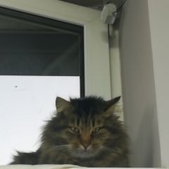 Подробнее об объявлении «Апрелевка Найден кот 2.6 года» Фото: найдена кошка  «Апрелевка Найден кот 2.6 года» в г. Апрелевка
