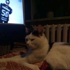 Подробнее об объявлении «Челябинск Найден кот» Фото: найдена кошка  «Челябинск Найден кот» в г. Челябинск