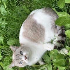 Подробнее об объявлении «Одинцово Найдена кошка в снт минерал» Фото: найдена кошка  «Одинцово Найдена кошка в снт минерал» в г. Одинцово