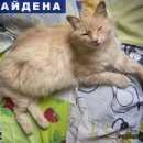 Подробнее об объявлении «Москва Найден кот упитанный кастрированный кот» Фото: найдена кошка  «Москва Найден кот упитанный кастрированный кот» в г. Москва