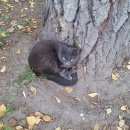 Подробнее об объявлении «Москва Найдена кошка русская голубая, девочка, ивановское» Фото: найдена кошка Русская голубая «Москва Найдена кошка русская голубая, девочка,...» в г. Москва