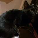 Подробнее об объявлении «Москва Найден кот багир в котовом варианте» Фото: найдена кошка  «Москва Найден кот багир в котовом варианте» в г. Москва