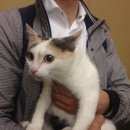 Подробнее об объявлении «Москва Найдена кошка м.курская» Фото: найдена кошка  «Москва Найдена кошка м.курская» в г. Москва