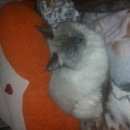 Подробнее об объявлении «Липецк Найдена кошка 21 03 2017» Фото: найдена кошка Невская маскарадная «Липецк Найдена кошка 21 03 2017» в г. Липецк