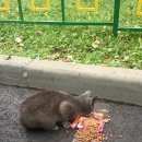 Подробнее об объявлении «Москва Найден котенок породы русская голубая.» Фото: найдена кошка Русская голубая «Москва Найден котенок породы русская голубая.» в г. Москва