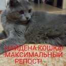Подробнее об объявлении «Найдена кошка первомайский район Ростов-на-Дону» Фото: найдена кошка Шотландская вислоухая «Найдена кошка первомайский район Ростов-на-Дону» в г. Ростов-на-Дону