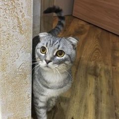Подробнее об объявлении «Найден кот спартановка Волгоград» Фото: найдена кошка Шотландская вислоухая «Найден кот спартановка Волгоград» в г. Волгоград