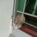 Подробнее об объявлении «Найдена кошка Комсомольск-на-Амуре» Фото: найдена кошка  «Найдена кошка Комсомольск-на-Амуре» в г. Комсомольск-на-Амуре