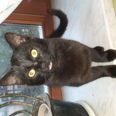 Подробнее об объявлении «Найден кот Фряново» Фото: найдена кошка  «Найден кот Фряново» в г. Фряново