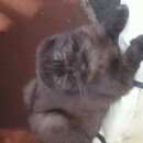 Подробнее об объявлении «Омск Найден кот шотландский вислоухий» Фото: найдена кошка Шотландская вислоухая «Омск Найден кот шотландский вислоухий» в г. Омск