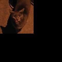 Подробнее об объявлении «Санкт-Петербург Найдена кошка на пр. космонавтов, к» Фото: найдена кошка Британская короткошерстная «Санкт-Петербург Найдена кошка на пр....» в г. Санкт-Петербург