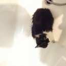 Подробнее об объявлении «Москва Найдена кошка вешняки, улица молдагуловой 3к3» Фото: найдена кошка  «Москва Найдена кошка вешняки, улица...» в г. Москва