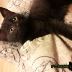 Подробнее об объявлении «Найден котено-мальчик Дмитров» Фото: найдена кошка  «Найден котено-мальчик Дмитров» в г. Дмитров