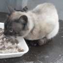 Подробнее об объявлении «Москва Найден кот сиамский кот» Фото: найдена кошка Сиамская «Москва Найден кот сиамский кот» в г. Москва