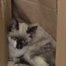 Подробнее об объявлении «Санкт-Петербург Найдена кошка» Фото: найдена кошка  «Санкт-Петербург Найдена кошка» в г. Санкт-Петербург