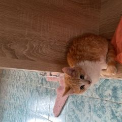 Подробнее об объявлении «Найдена кошка Семилуки» Фото: найдена кошка  «Найдена кошка Семилуки» в г. Семилуки