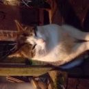 Подробнее об объявлении «Чудово Найден кот» Фото: найдена кошка  «Чудово Найден кот» в г. Чудово