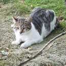 Подробнее об объявлении «Москва Найдена кошка кот савеловский район» Фото: найдена кошка  «Москва Найдена кошка кот савеловский район» в г. Москва