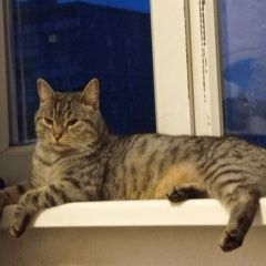 Подробнее об объявлении «Найден кот. Москва» Фото: найдена кошка  «Найден кот. Москва» в г. Москва