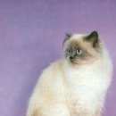 Подробнее об объявлении «Москва Найден кот колор-поинт» Фото: найдена кошка Сиамская «Москва Найден кот колор-поинт» в г. Москва