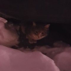 Подробнее об объявлении «Найдена кошка Балашиха» Фото: найдена кошка  «Найдена кошка Балашиха» в г. Балашиха