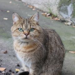 Подробнее об объявлении «Найден кот Красногорск» Фото: найдена кошка  «Найден кот Красногорск» в г. Красногорск