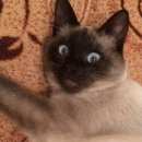 Подробнее об объявлении «Липецк Найден кот сиамский котик» Фото: найдена кошка Сиамская «Липецк Найден кот сиамский котик» в г. Липецк