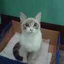 Подробнее об объявлении «Найдена кошка тайской породы Балашиха» Фото: найдена кошка Тайская «Найдена кошка тайской породы Балашиха» в г. Балашиха