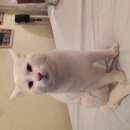 Подробнее об объявлении «Найден кот белый котик Дмитров» Фото: найдена кошка  «Найден кот белый котик Дмитров» в г. Дмитров