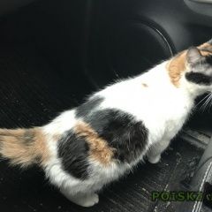 Подробнее об объявлении «Москва Найдена кошка домашняя кошка в районе внуково» Фото: найдена кошка  «Москва Найдена кошка домашняя кошка в районе...» в г. Москва