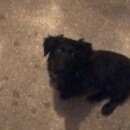 Подробнее об объявлении «Найдена собака Тюмень» Фото: найдена собака  «Найдена собака Тюмень» в г. Тюмень