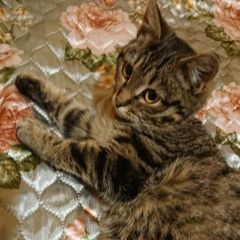 Подробнее об объявлении «Черкизово Найдена кошка котенок около станция тарасовская» Фото: найдена кошка  «Черкизово Найдена кошка котенок около станция...» в г. Черкизово