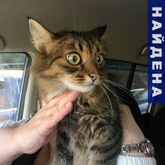 Подробнее об объявлении «Тюмень Найдена кошка» Фото: найдена кошка  «Тюмень Найдена кошка» в г. Тюмень