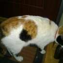 Подробнее об объявлении «Москва Найдена кошка трёхцветная кошка с ошейником» Фото: найдена кошка  «Москва Найдена кошка трёхцветная кошка с ошейником» в г. Москва