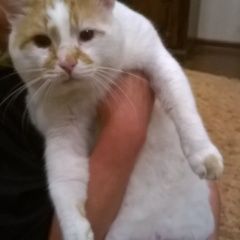 Подробнее об объявлении «Найден кот Троицк» Фото: найдена кошка  «Найден кот Троицк» в г. Троицк