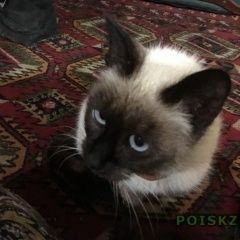 Подробнее об объявлении «Найдена кошка сиамская в ошейнике Кострома» Фото: найдена кошка Сиамская «Найдена кошка сиамская в ошейнике Кострома» в г. Кострома