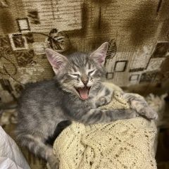 Подробнее об объявлении «Найдена кошка Зеленоград» Фото: найдена кошка  «Найдена кошка Зеленоград» в г. Зеленоград