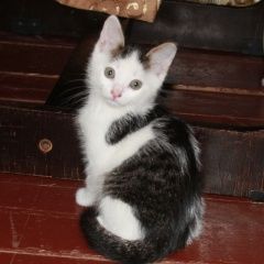 Подробнее об объявлении «Найден кот Талдом» Фото: найдена кошка  «Найден кот Талдом» в г. Талдом