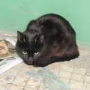 Подробнее об объявлении «Москва Найден кот чёрный кастрированый кот» Фото: найдена кошка  «Москва Найден кот чёрный кастрированый кот» в г. Москва