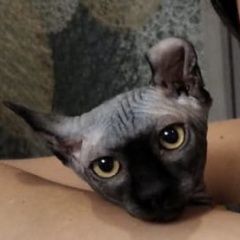 Подробнее об объявлении «Орел Найден кот сфинкс кот» Фото: найдена кошка Канадский сфинкс «Орел Найден кот сфинкс кот» в г. Орел